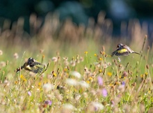 Stiglitze in der Blumenwiese