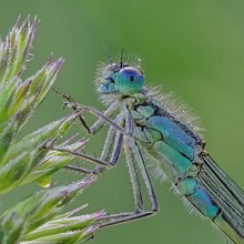 Große Pechlibelle,w. (ischnura elegans)
