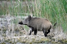 Wildschwein