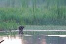 junger Waschbär