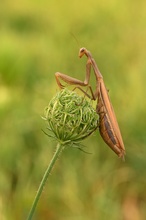 Mantis Religiosa