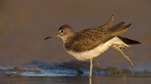 Waldwasserläufer-Yoga