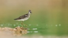 Bruchwasserläufer am Tümpel