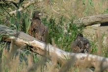 Junge Seeadler