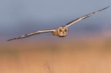 Flugportraits ...