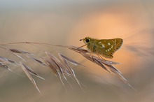 Hesperia comma