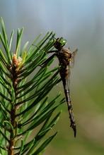 Gefleckte Smaragdlibellle - Weibchen