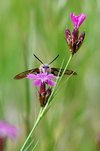 Hummelschwärmer