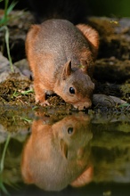 Eichhörnchen