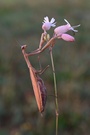 Mantis Religiosa