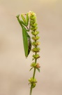 Mantisdame in Grün