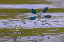 Gebänderte Prachtlibelle ( Calopteryx splendens )