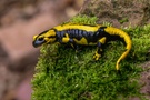 Feuersalamander (salamandra salamandra )
