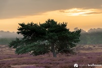 Ein Morgen in der Heide