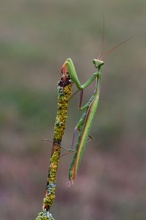 Mantis Religiosa