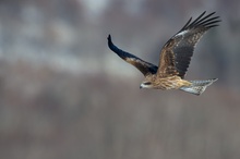 Patrouille