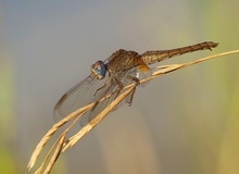 Feuerlibelle Weibchen