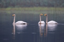 3 Singschwäne