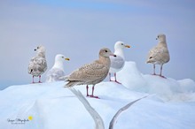 Eismöwen-Treffen ...