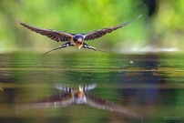 Trinken im Flug