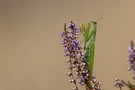 Mantis auf Heidekraut