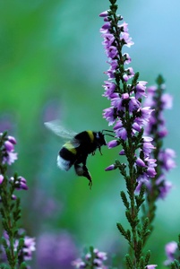 Hummel an Besenheide