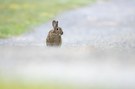 Wildkaninchen