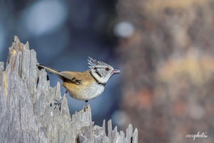 Haubenmeise mit Zunge