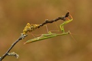 Mantis Religiosa