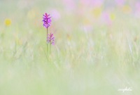 Sommerwiese über dem Gerlospaß