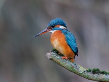 Eisvogel (Alcedo atthis)