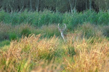 Damhirsch in den Binsen