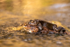 Auf Wanderung