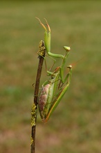 Mantis Religiosa