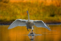 Take off ...