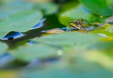 Wasserfrosch (mein erster...)