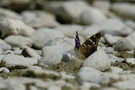 "Schmetterling mal ohne Blüte"