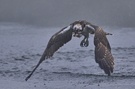 Fischadler im Nebel