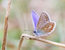 Schmetterling auf kleinem Halm