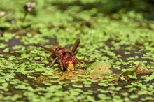 Durstiger Räuber