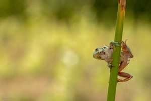 Zarte Laubfroschschenkel