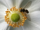 Schwebfliege auf kleiner Blüte