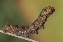 Raupe des Mittleren Weinschwärmers (Deilephila elpenor)