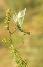 Mantis Religiosa