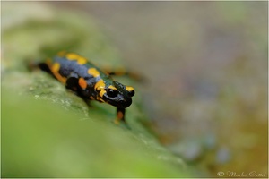 Feuersalamander (Salamandra salamandra)