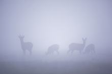 im dichten Bodennebel