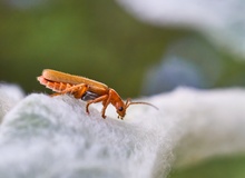 Cantharis sp.