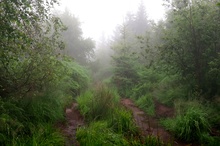 Seltsam, im Nebel zu wandern!