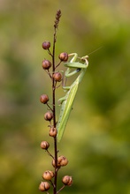 Mantis