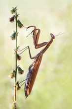 Mantis religiosa